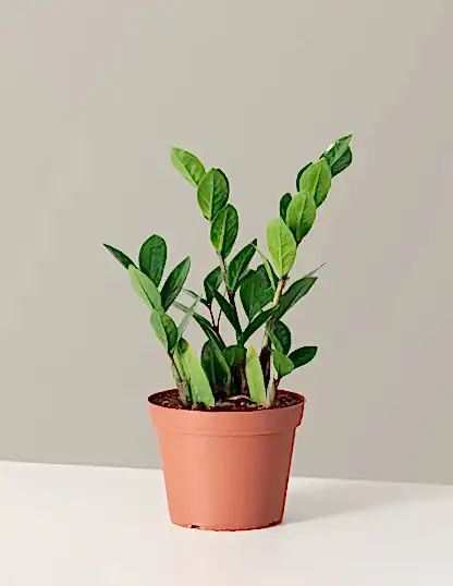 ZZ Plant