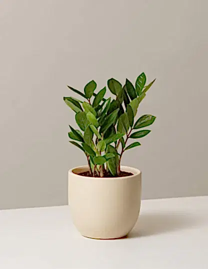 ZZ Plant