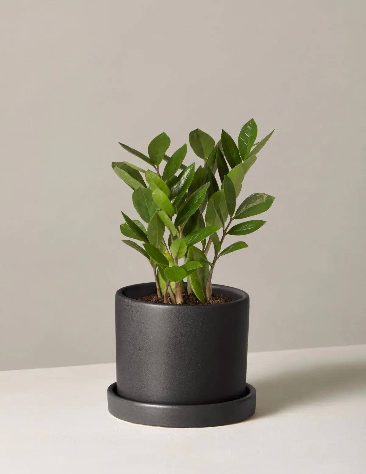 ZZ Plant