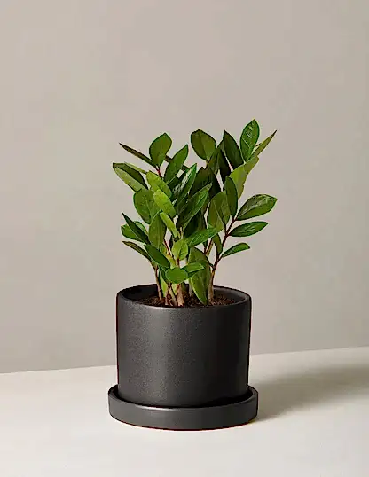 ZZ Plant