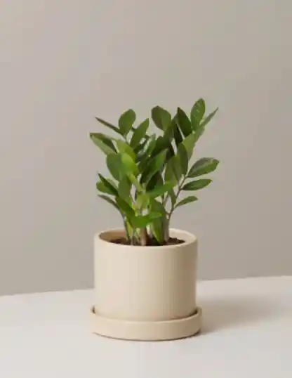 ZZ Plant