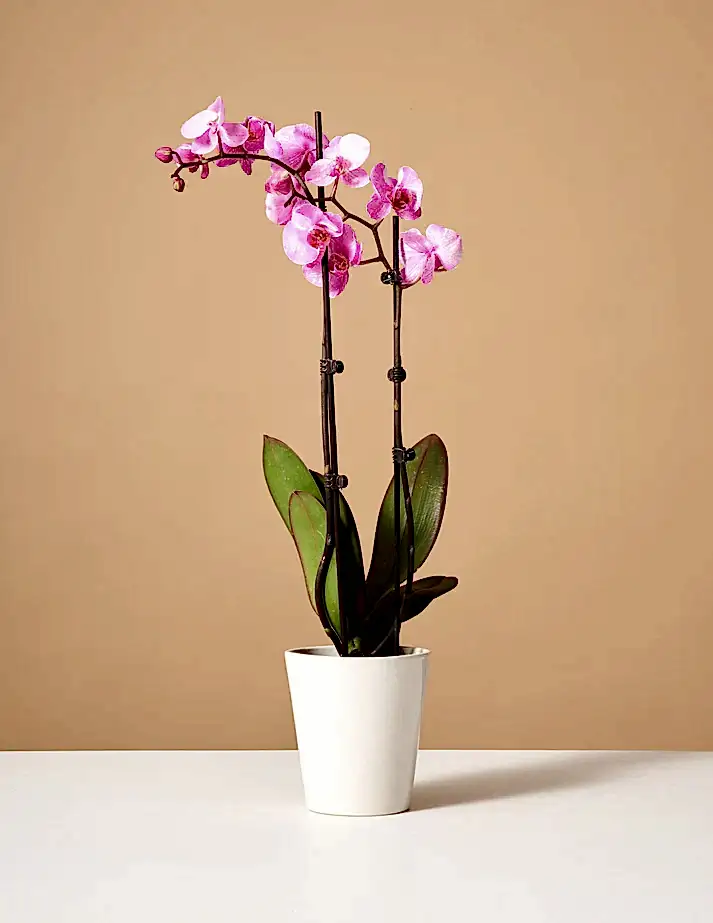 Pink Watercolor Orchid