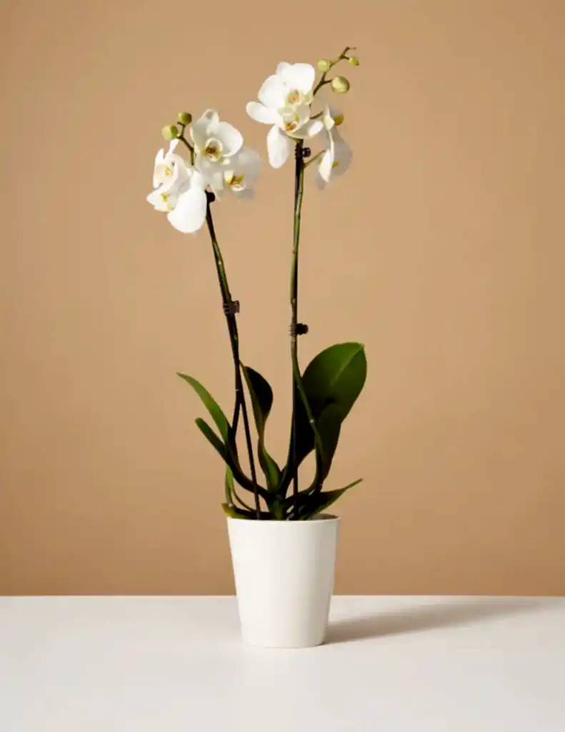 White Orchid