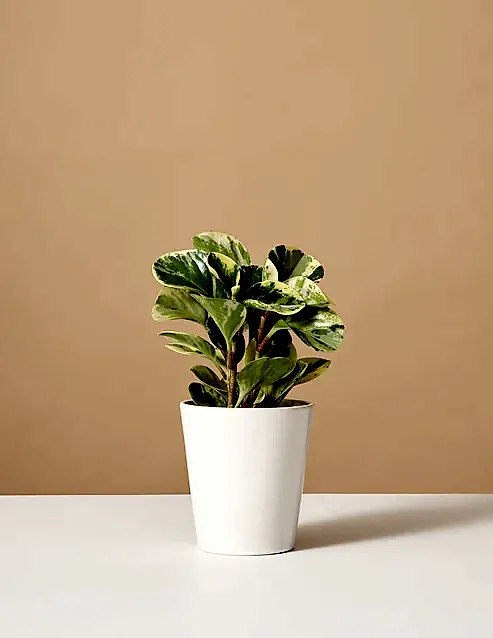 Peperomia Green Gold