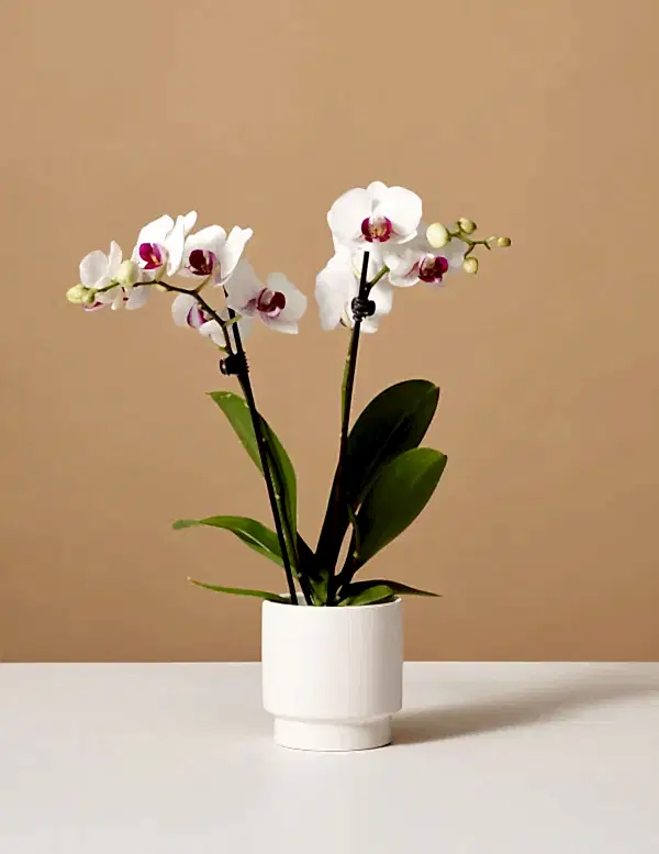 Petite White Orchid