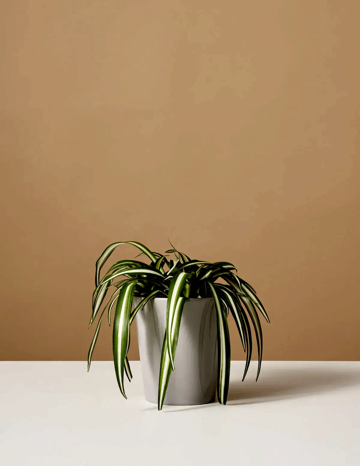 Spider Plant Variegated