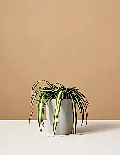Spider Plant Variegated