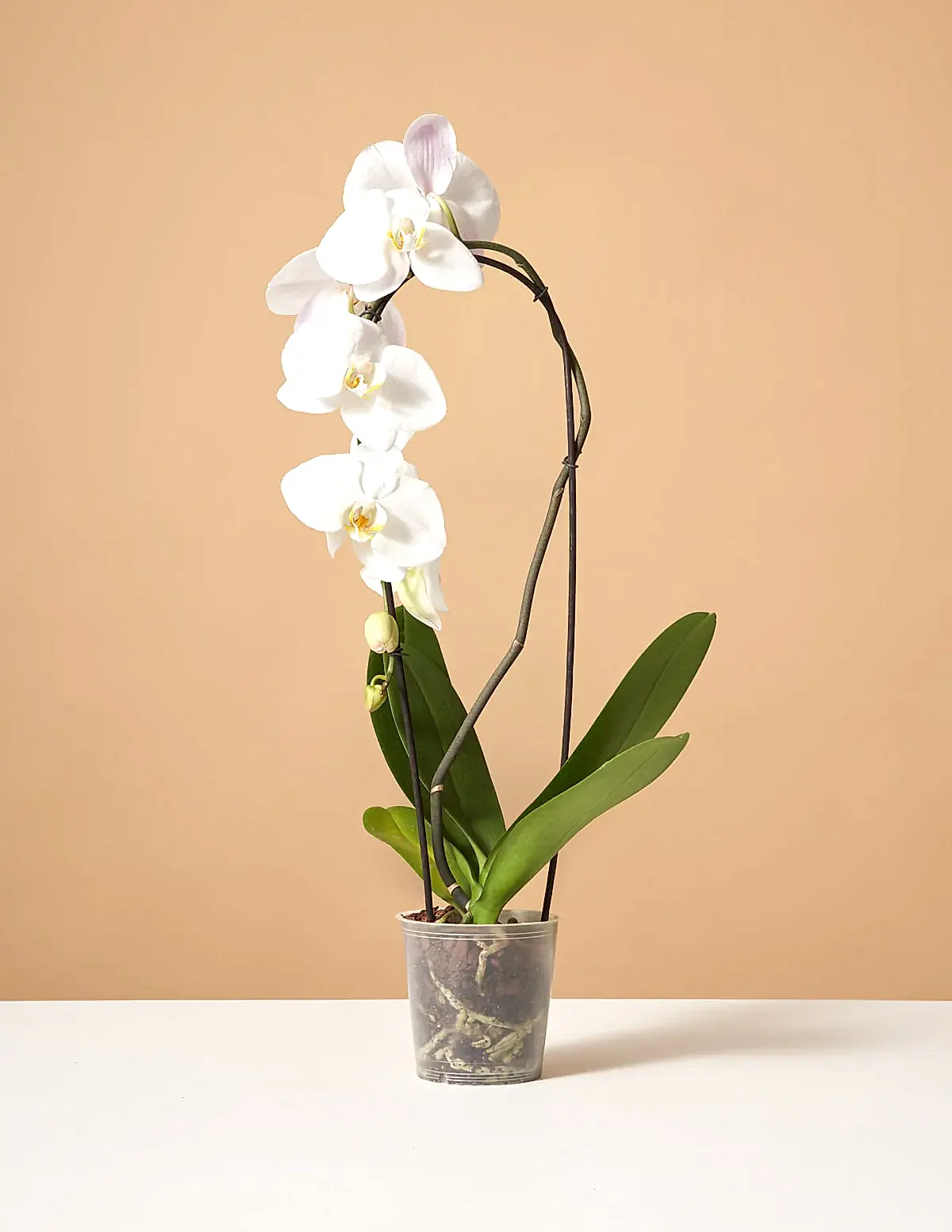 White Waterfall Orchid
