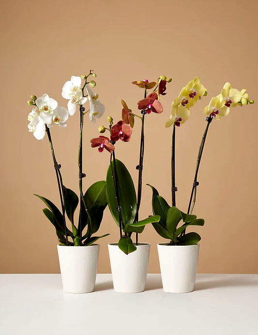 Orchid Subscription (12 Months)
