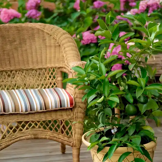 Key Lime Tree