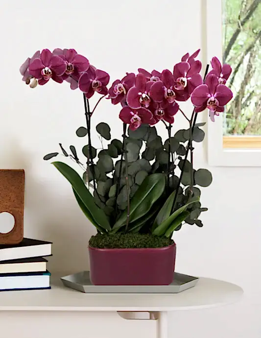 Large Double Orchid