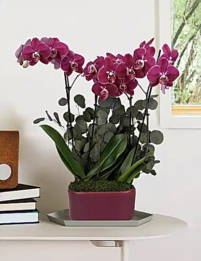 Large Double Orchid