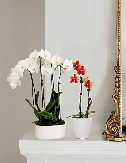 Large Double Orchid