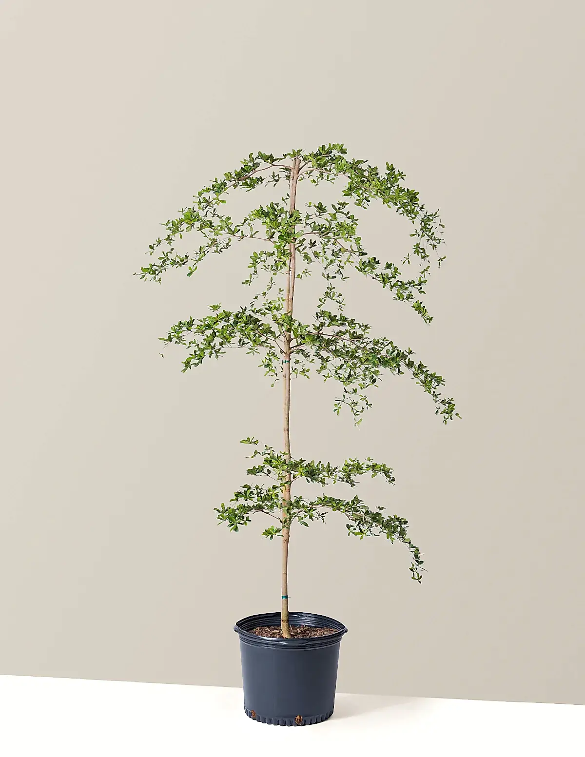 Black Olive Tree
