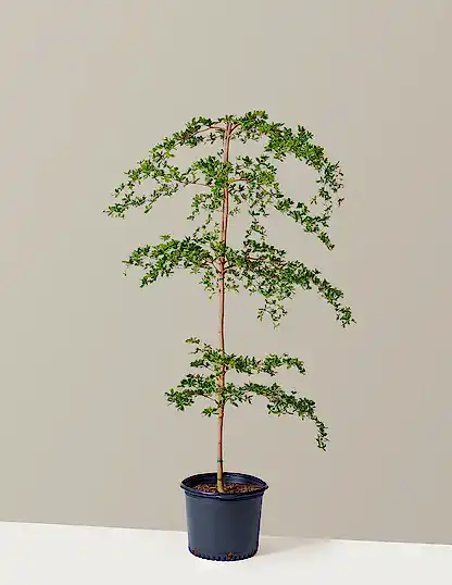 Black Olive Tree