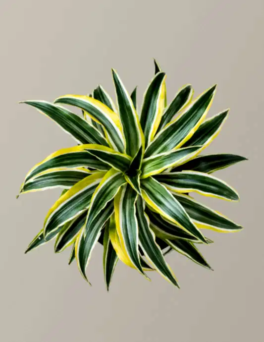 Dracaena Lemon Lime