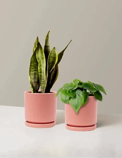 Living Room Duo