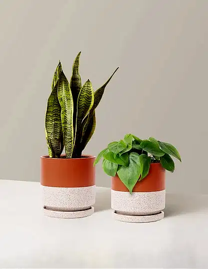 Living Room Duo
