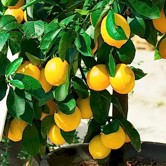 Improved Meyer Lemon Bush