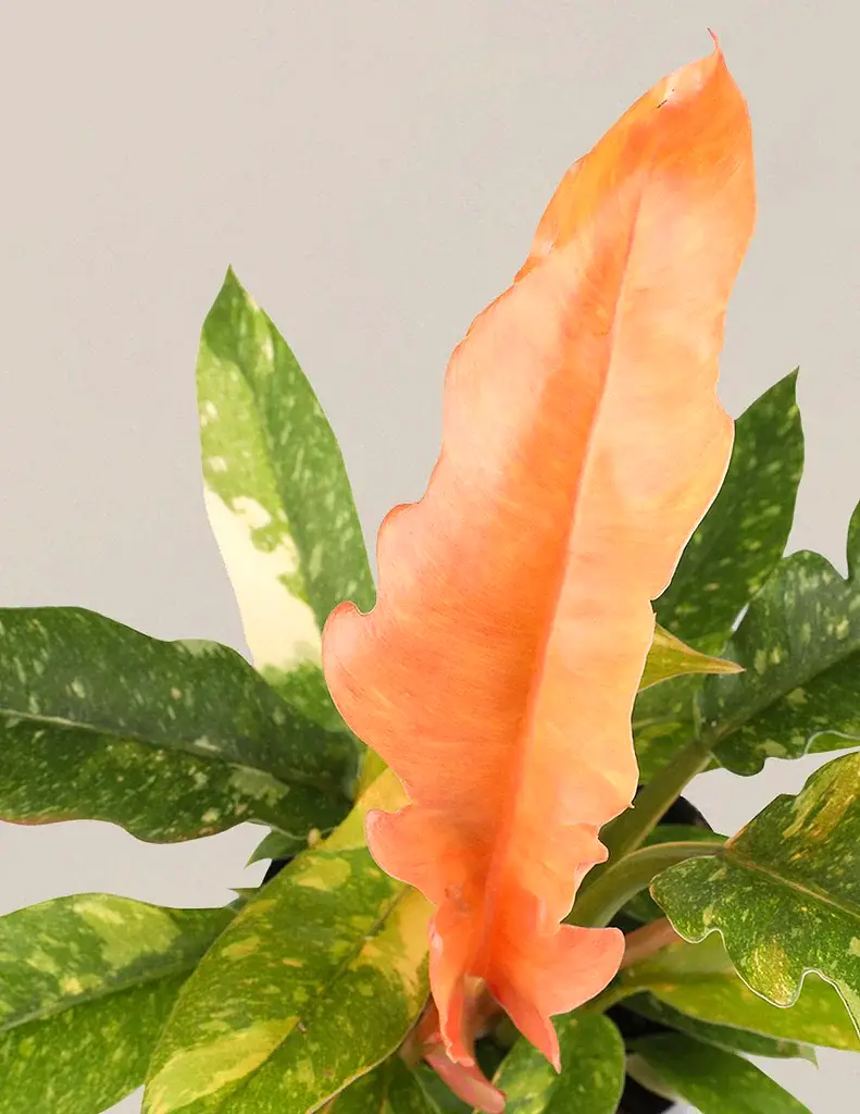 Philodendron Ring of Fire