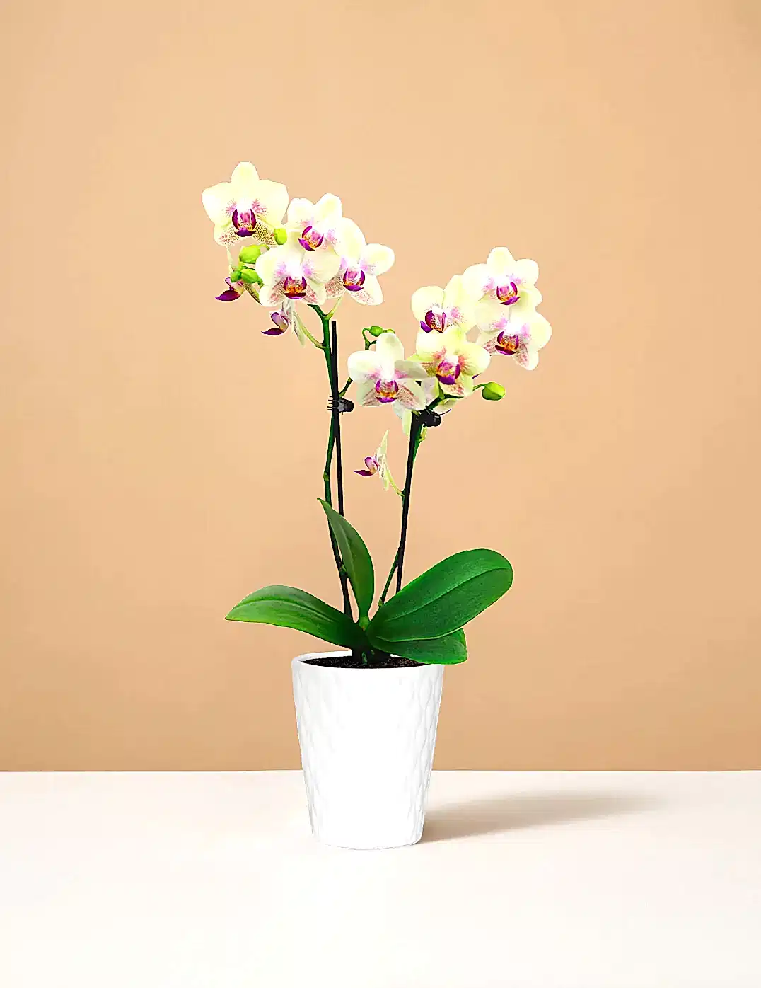 Mini Orchid