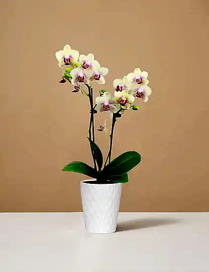 Mini Orchid