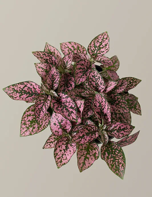Pink Polka Dot Plant