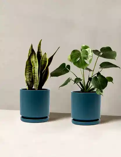 Best Sellers Duo