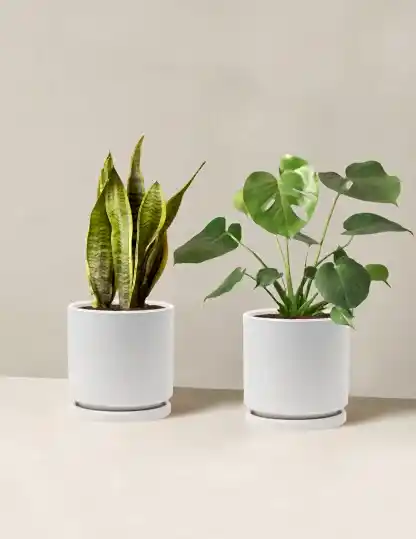 Best Sellers Duo