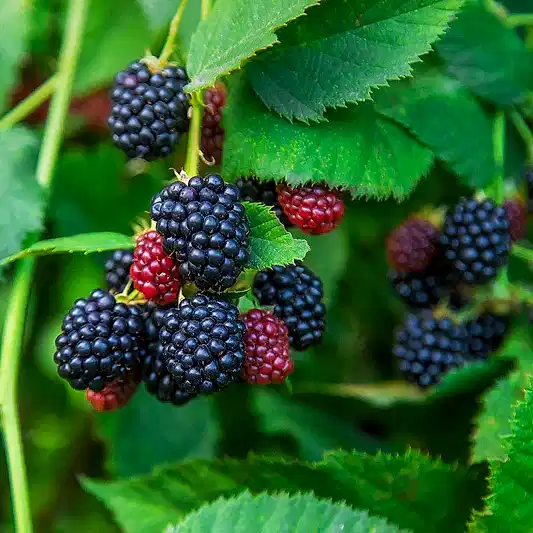 Thornless Blackberry Bush