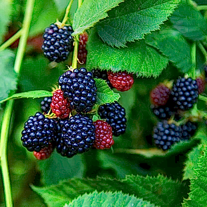 Thornless Blackberry Bush