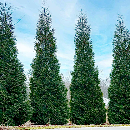 American Pillar Thuja