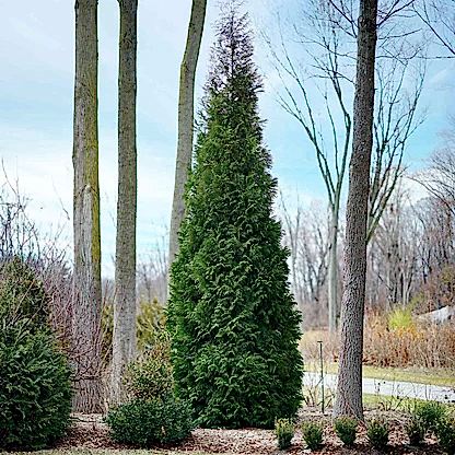 American Pillar Thuja