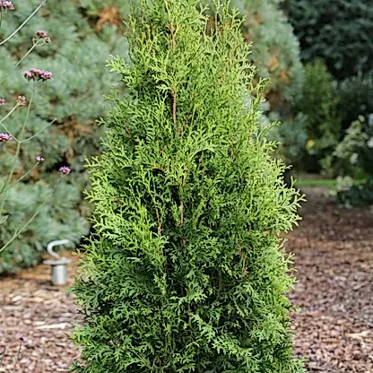 Private Jet™ Arborvitae