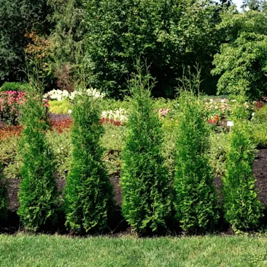 Private Jet™ Arborvitae