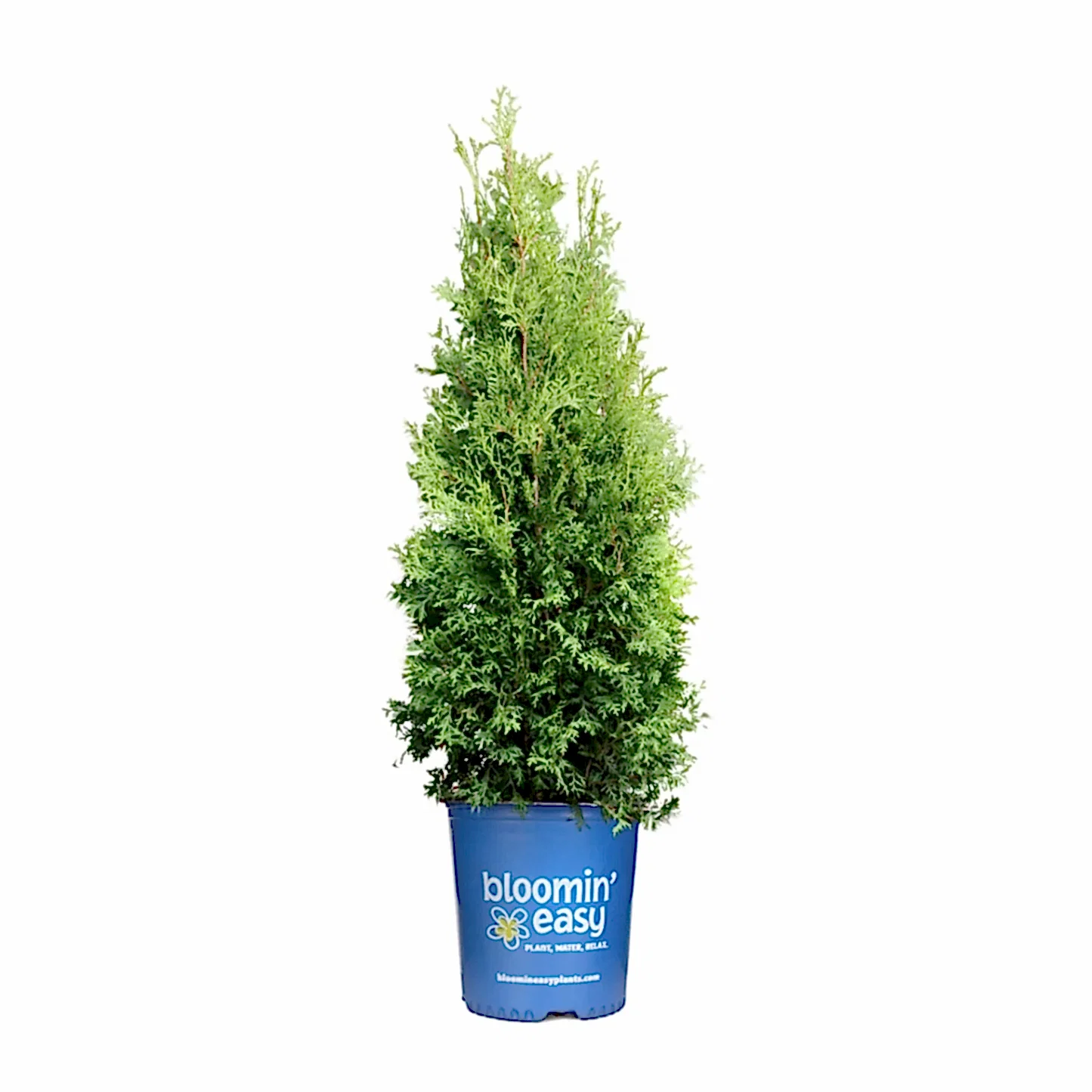 Private Jet™ Arborvitae