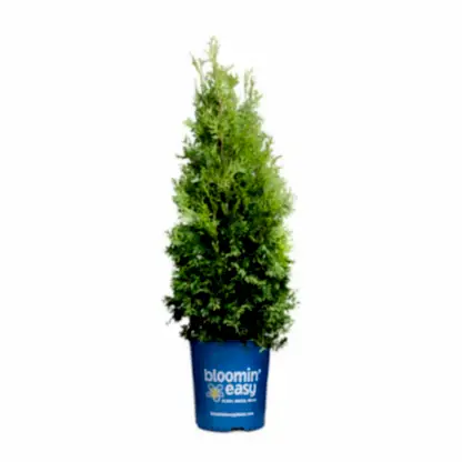 Private Jet™ Arborvitae