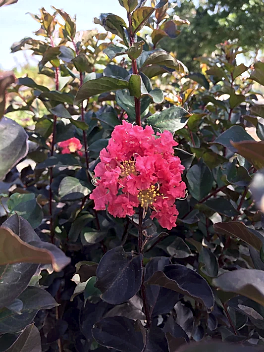 Thunderstruck™ Coral Boom™ Crape Myrtle