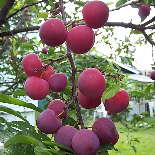 Bubblegum 'Toka' Plum Tree