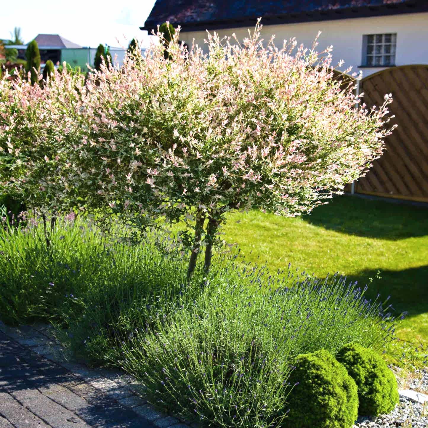 Tri-Color Dappled Willow Tree