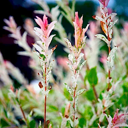 Tri-Color Dappled Willow Tree