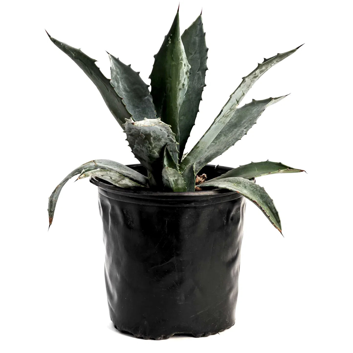 Agave Americana