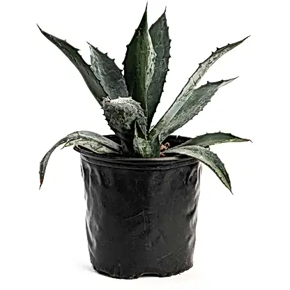 Agave Americana