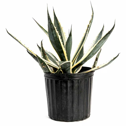 Agave Americana Variegata