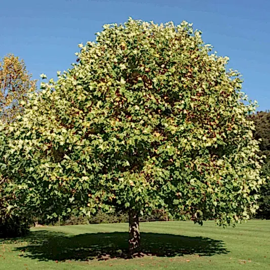Tulip Poplar