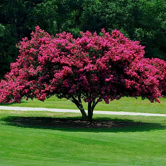Tuscarora Crapemyrtle