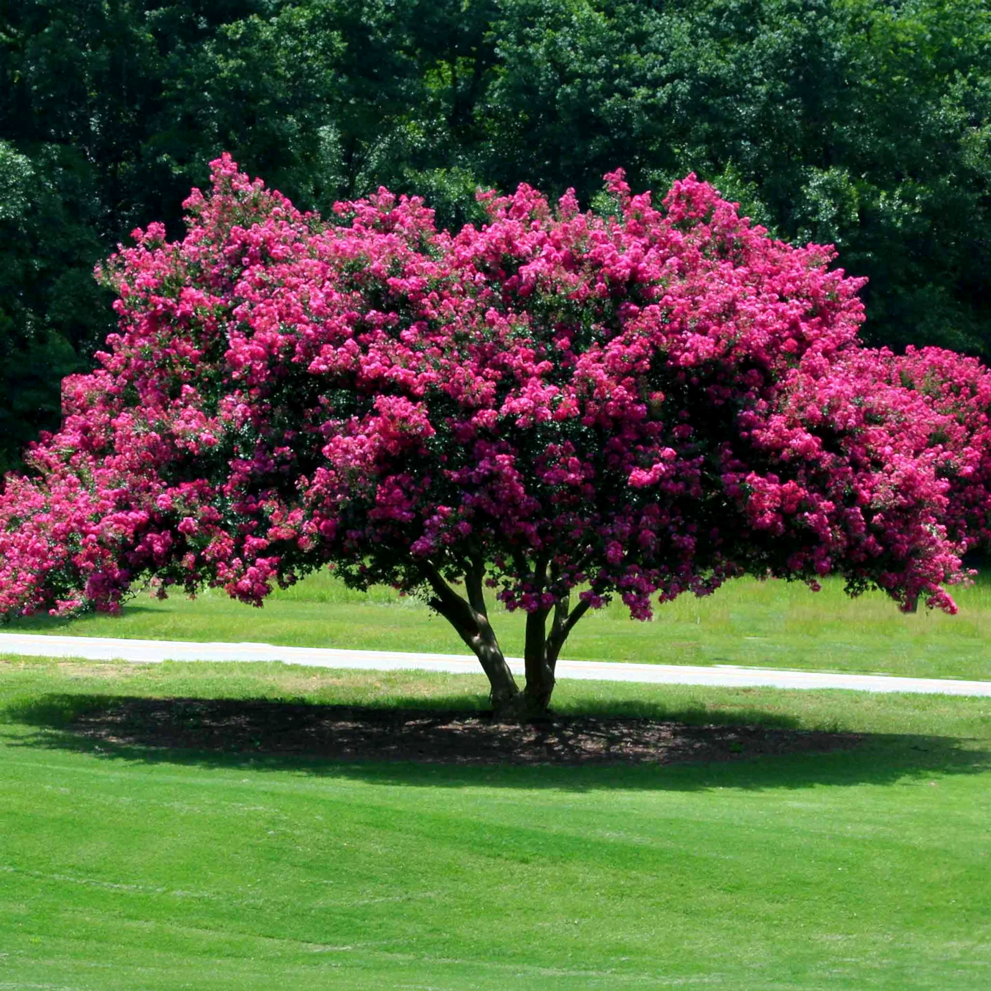 Tuscarora Crapemyrtle