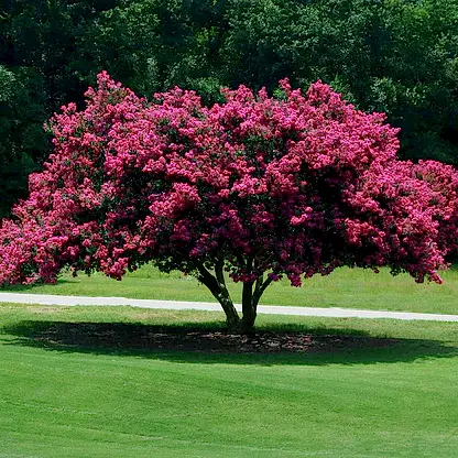 Tuscarora Crapemyrtle