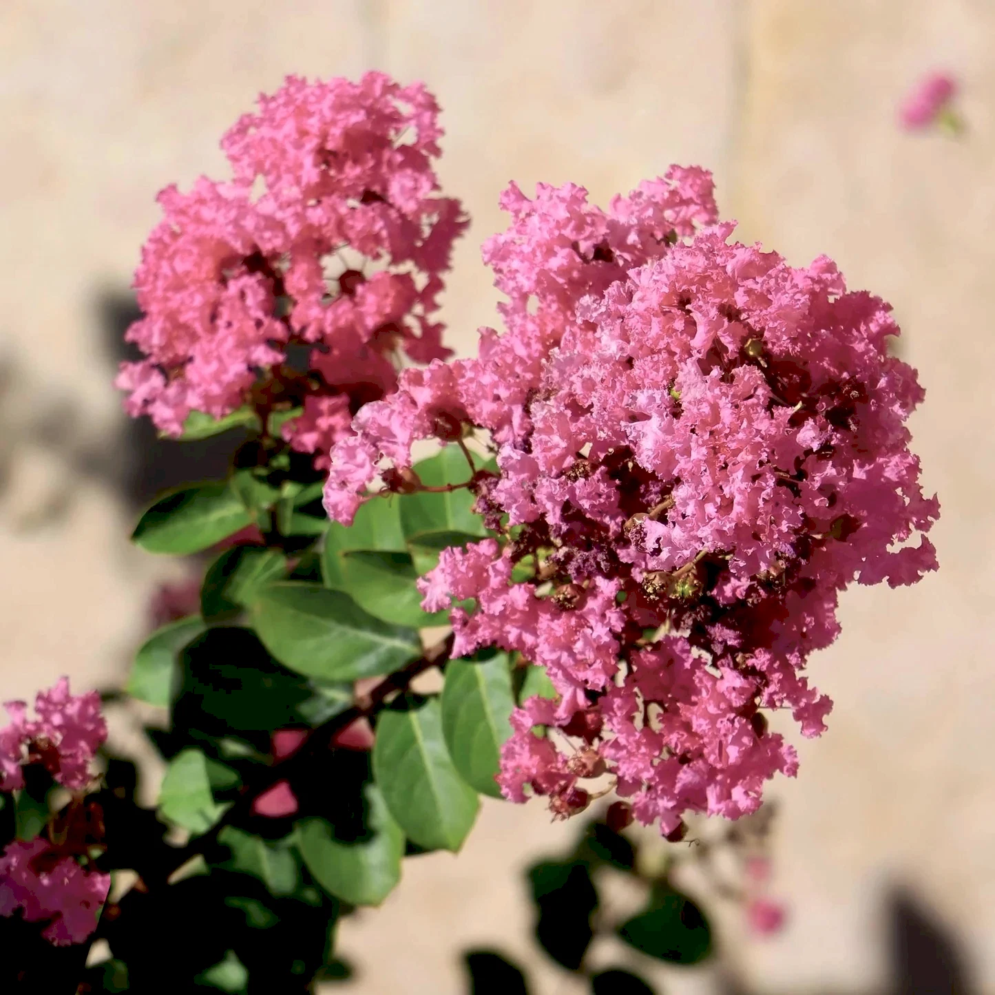 Tuscarora Crapemyrtle