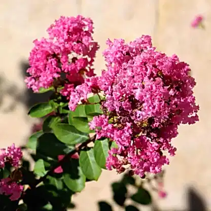Tuscarora Crapemyrtle